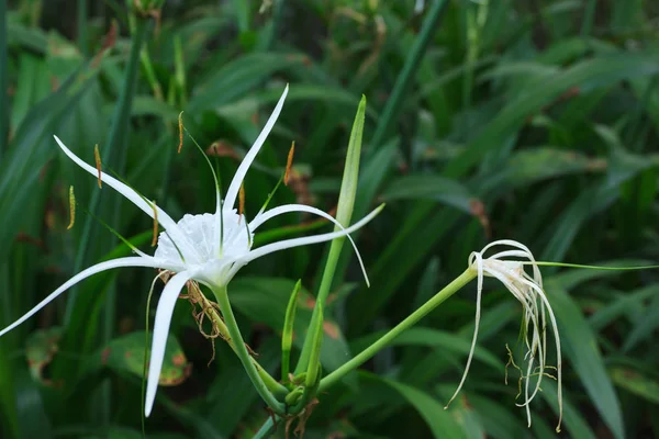 Beyaz örümcek orkide yeşil yaprakları arka plan içinde Xiamen Garde