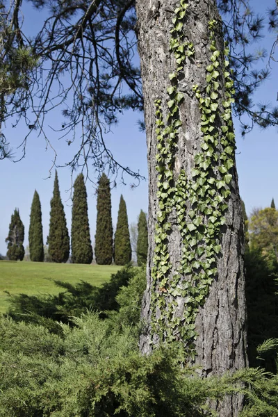 Alberi nel parco, parkta ağaçların