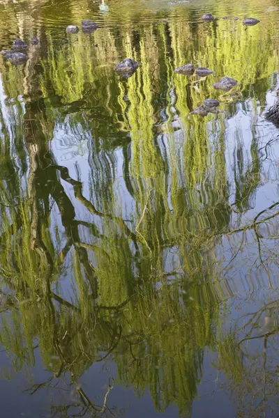 Riflesso Del Salice Piangente Nell Acqua Verspiegelter Weidenbaum Bei Sonnenuntergang — Stockfoto