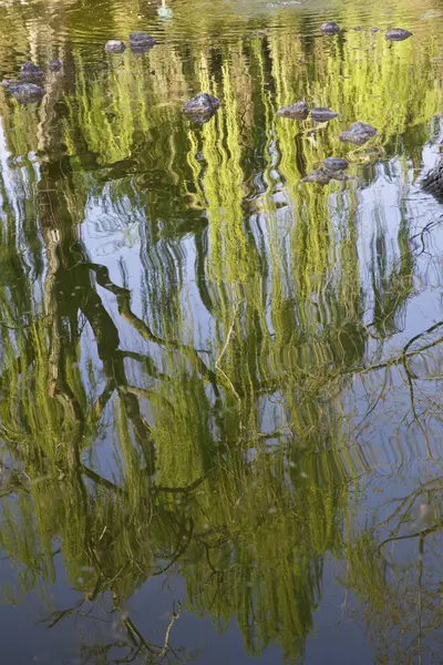 Riflesso del Salice Piangente nell'acqua, su gün batımında yansıtılmış söğüt ağacı