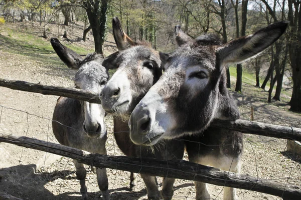 Curious Funny Donkeys Wood Attracted Pedestrians Stock Image