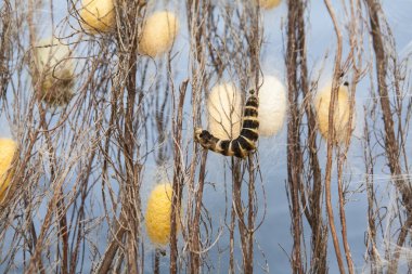 Dalları arasında sarı ve beyaz silkworms tırmanma chrysalis