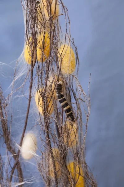 Dalları arasında sarı ve beyaz silkworms tırmanma chrysalis