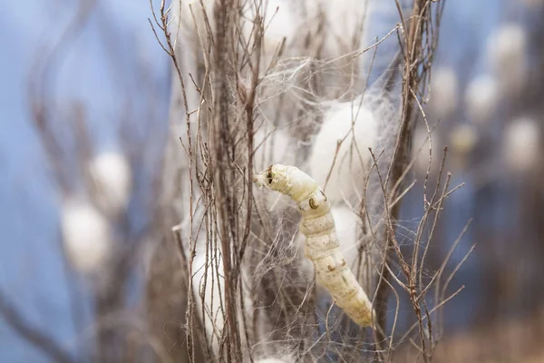 Dalları arasında sarı ve beyaz silkworms tırmanma chrysalis
