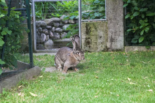 Giant rabbit in the garden