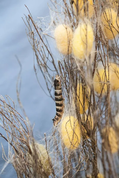 Dalları arasında sarı ve beyaz silkworms tırmanma chrysalis