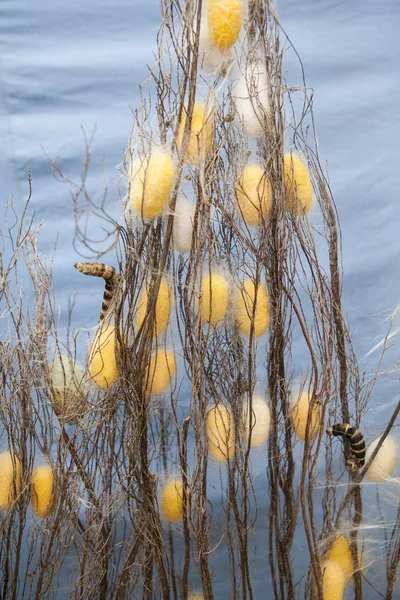 Dalları arasında sarı ve beyaz silkworms tırmanma chrysalis