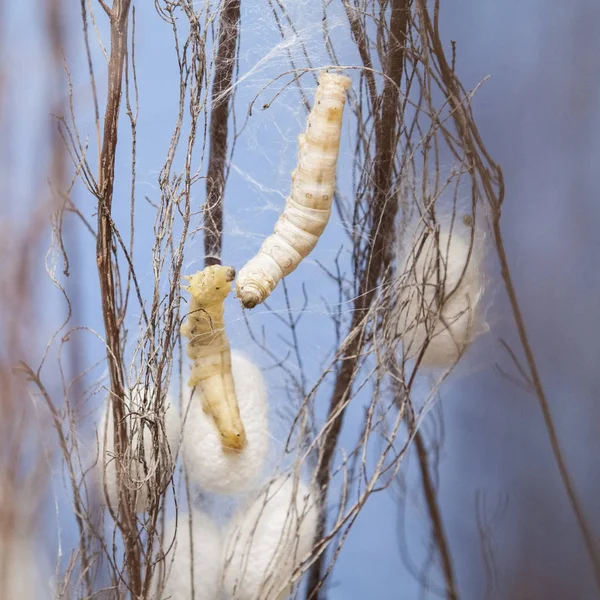 Dalları arasında sarı ve beyaz silkworms tırmanma chrysalis