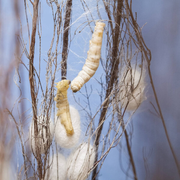 Chrysalis climbing branches between yellow and white silkworms