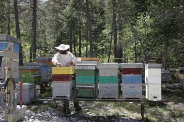 Arıcı onun kurdeşen ilgilenir