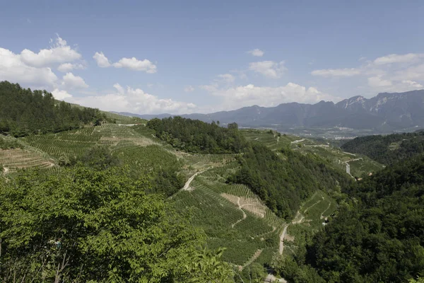 Üzüm bağları hills Trentino, İtalya