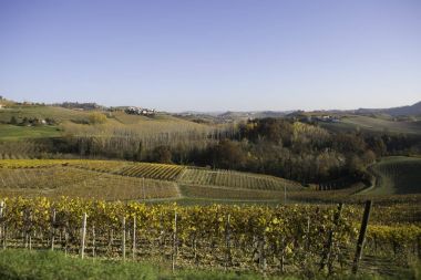 Langhe, Piedmont, İtalya, üzüm bağları tepelerde sonbahar sırasında