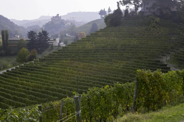 Langhe, Piedmont, İtalya, üzüm bağları tepelerde sonbahar sırasında