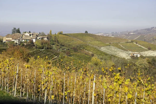 Langhe, Piedmont, İtalya, üzüm bağları tepelerde sonbahar sırasında