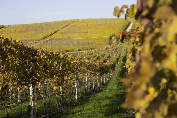 Langhe, Piedmont, İtalya, üzüm bağları tepelerde sonbahar sırasında