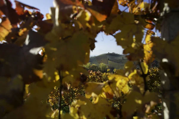 Langhe, Piedmont, İtalya, üzüm bağları hills sonbahar sırasında asma ile göster