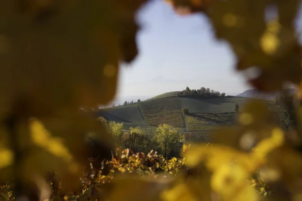 Langhe, Piedmont, İtalya, üzüm bağları hills sonbahar sırasında asma ile göster