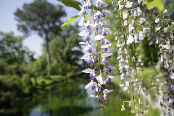 Çiçek güzel wisteria