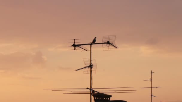 Antenna televisiva silhoutte all'alba — Video Stock