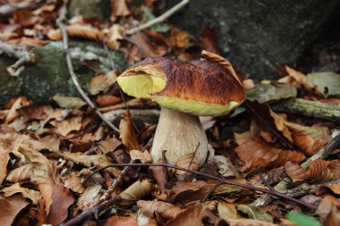 mantar boletus mantarı