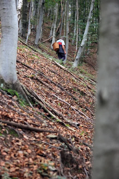 Homme dans la forêt avec panier de champignons — Photo