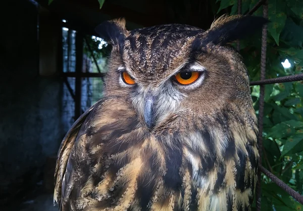 Primo piano di un gufo reale eurasiatico (Bubo bubo ) — Foto Stock