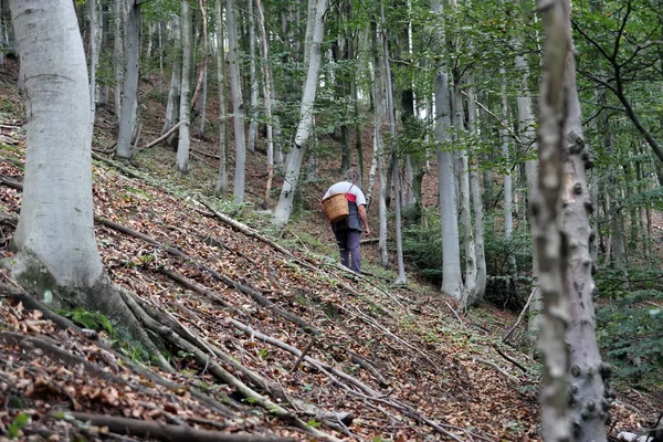 Mannen i skogen med svamp korg — Stockfoto