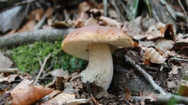 Porcino yenilebilir mantar 