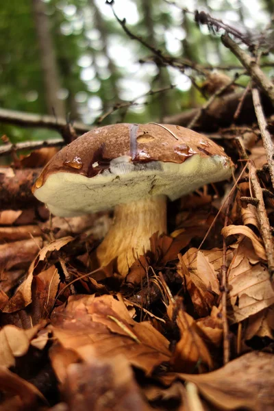 Boletus badius mushroom — Stock Photo, Image