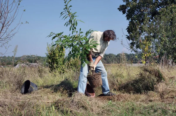 Trädgårdsmästaren sätter kastanjen i orchard — Stockfoto