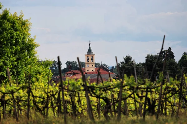 Viñedo fuera de foco en piedmont — Foto de Stock