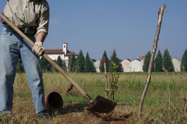 Jardinier met Vitis vignes dans le verger — Photo