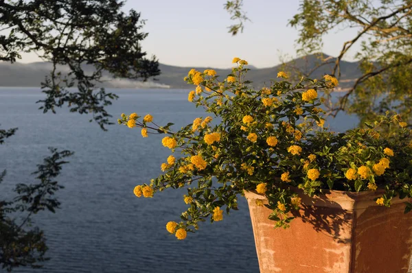 Yelllow flowers on Bracciano lake — Stock Photo, Image