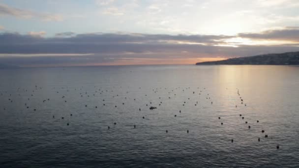 Ferme de palourdes à Naples — Video