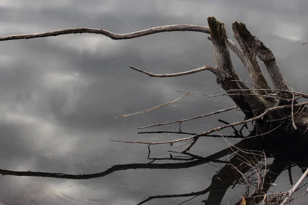 Reflet de branche dans un étang — Photo