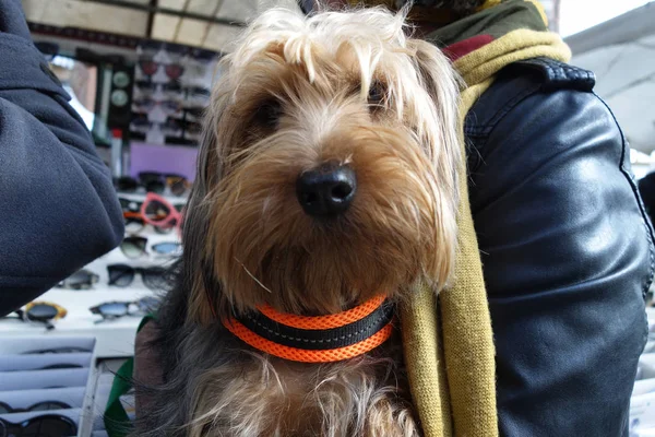 köpeğe açık piyasa