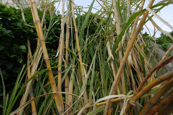 Плантация сахарного тростника — стоковое фото