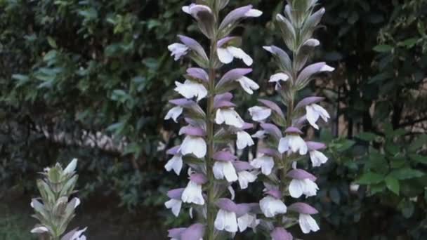 Acanthus or Bear's breeches plants — Stock Video