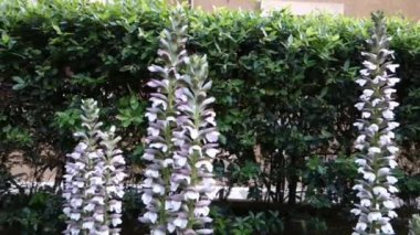 Acanthus veya Bear's pantolon bitkiler