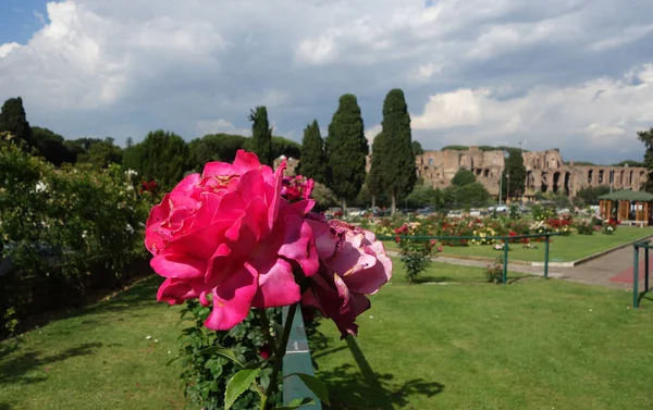 Jardín de rosas en Roma — Foto de Stock