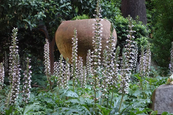 Acanthus eller Bear's ridbyxor växter — Stockfoto