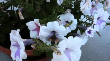 Sinek Kuşu Şahin Güvesi Macroglossum yıldız örtüsü