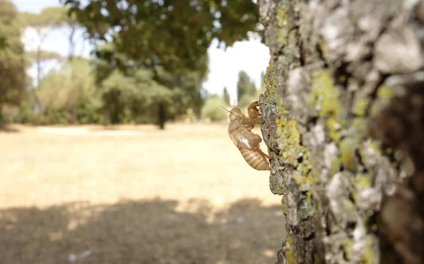 Cicada (Cicadidae) Peau accrochée à l'écorce d'un arbre — Photo