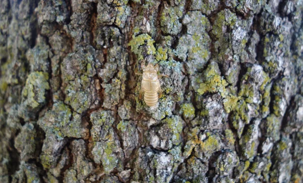 Cicada (Cicadidae) Peau accrochée à l'écorce d'un arbre — Photo