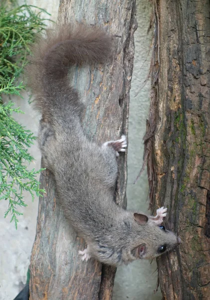 Edible dormouse or fat dormouse — Stock Photo, Image