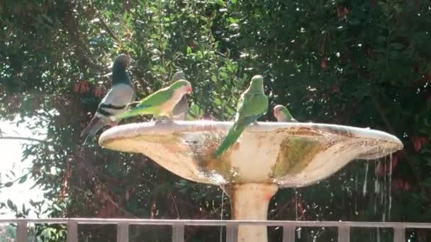Yeşil Papağanlar Parkta Bir Kuş Çeşmesinde Içip Banyo Yapıyorlar — Stok video