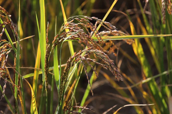 Cultivo de arroz antes de la cosecha — Foto de Stock