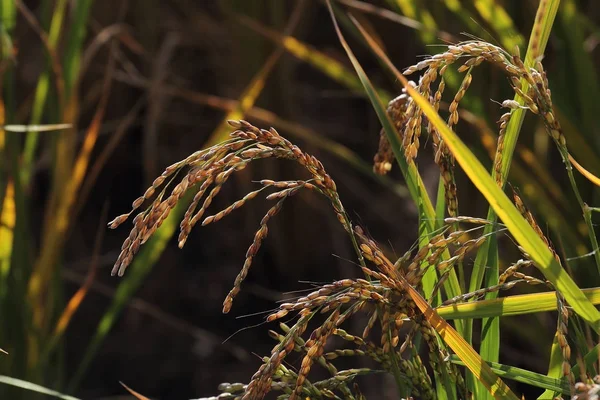 Урожай риса до сбора урожая — стоковое фото