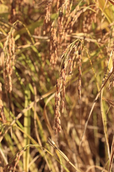 Рисовые шипы в поле — стоковое фото