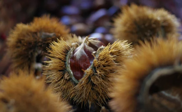 Chestnut in a shell — Stock Photo, Image